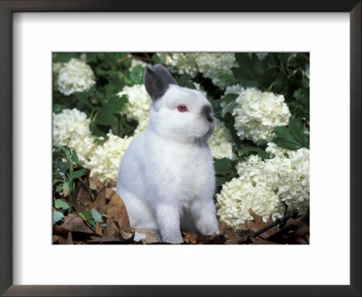 Netherland Dwarf Domestic Rabbit by Lynn M. Stone Pricing Limited Edition Print image