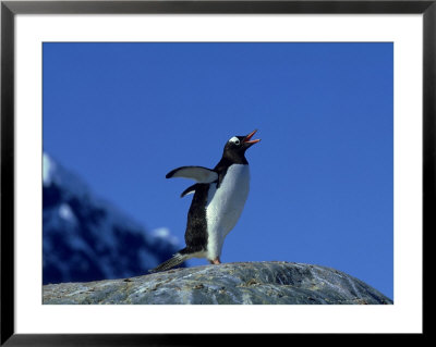 Gentoo Penguin, Calling, Antarctic Peninsula by David Tipling Pricing Limited Edition Print image