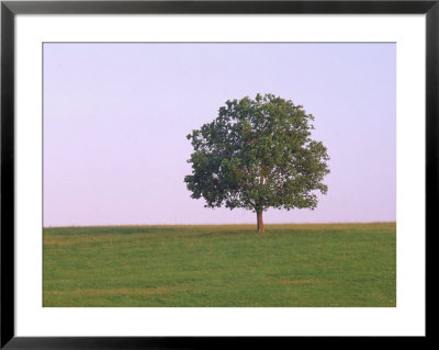 Lone Tree On A Hill by Wallace Garrison Pricing Limited Edition Print image