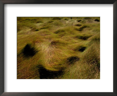 Thick Grasses Blow In The Wind by Todd Gipstein Pricing Limited Edition Print image