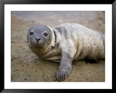 Baby Harbor Seal In Marquoit Bay, Brunswick, Maine, Usa by Jerry & Marcy Monkman Pricing Limited Edition Print image