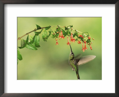 Violet Fronted Brilliant Hummingbird, Manu National Park, Peru by Pete Oxford Pricing Limited Edition Print image