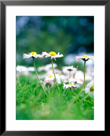 Weeds, Bellis Perennis (Daisy) Growing In Lawn by David Askham Pricing Limited Edition Print image