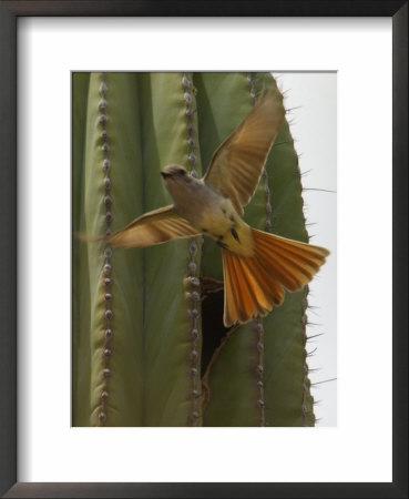 An Ash Throated Flycatcher Flies From Its Nest In A Cardon Cactus by Ralph Lee Hopkins Pricing Limited Edition Print image