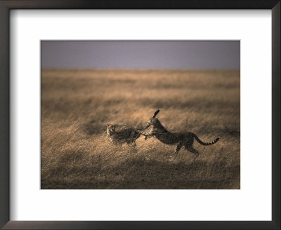 A Pair Of Cheetahs Play With One Another by Jason Edwards Pricing Limited Edition Print image