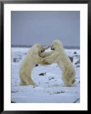 A Pair Of Polar Bears Play Fight by Norbert Rosing Pricing Limited Edition Print image