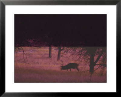 Captive Red Deer (Cervus Elaphus) At Fossil Rim In Glen Rose, Texas by Michael Nichols Pricing Limited Edition Print image
