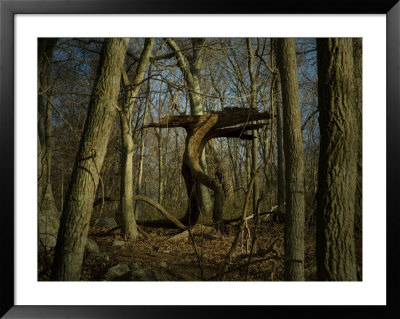 Trunk Of An Old Tree Looking Like A Monster Roaming Through The Woods by Todd Gipstein Pricing Limited Edition Print image