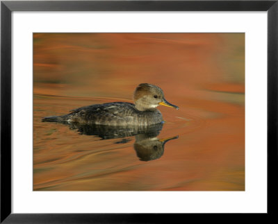 Close-Up Of Female Hooded Merganser In Water, Cleveland, Ohio, Usa by Arthur Morris Pricing Limited Edition Print image