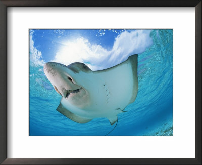 Spotted Eagle Ray, Caribbean by Doug Perrine Pricing Limited Edition Print image