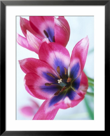 Tulipa Keizerskroon, In Border With Viola (Pansy), Bridgemere Garden World by Ron Evans Pricing Limited Edition Print image