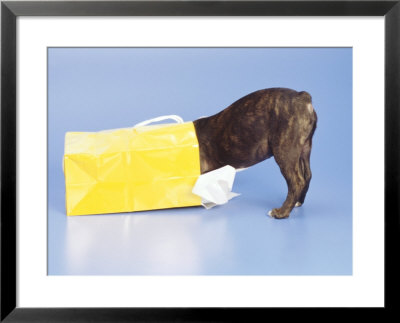 Boston Terrier Puppy Inside A Bag by Fogstock Llc Pricing Limited Edition Print image