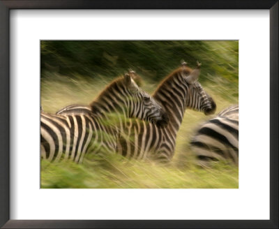 A Panned View Of Common Zebras Running Through Grass (Equus Quagga) by Roy Toft Pricing Limited Edition Print image
