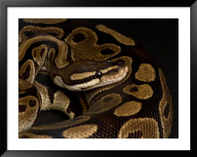 Ball Python At The Sunset Zoo In Manhattan, Kansas by Joel Sartore Pricing Limited Edition Print image