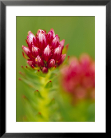 Rose Crown Flower Near Independence Pass, Colorado, Usa by Julie Eggers Pricing Limited Edition Print image