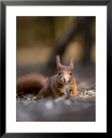 Red Squirrel, Crawling In Leaf Litter, Lancashire, Uk by Elliott Neep Pricing Limited Edition Print image