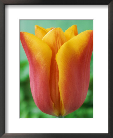 Tulipa Fidelio (Triumph Tulip), Red & Gold Flower by Chris Burrows Pricing Limited Edition Print image