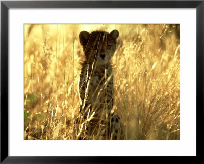 Cheetah, Cub, Namibia by David Tipling Pricing Limited Edition Print image