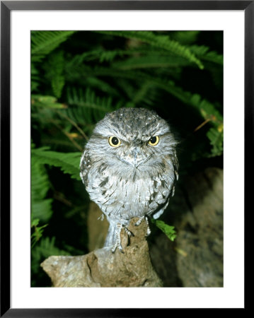 Tawny Frogmouth On Log, Australia by Eric Woods Pricing Limited Edition Print image