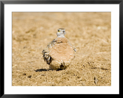 Burchells Sand Grouse, Female, Botswana by Mike Powles Pricing Limited Edition Print image
