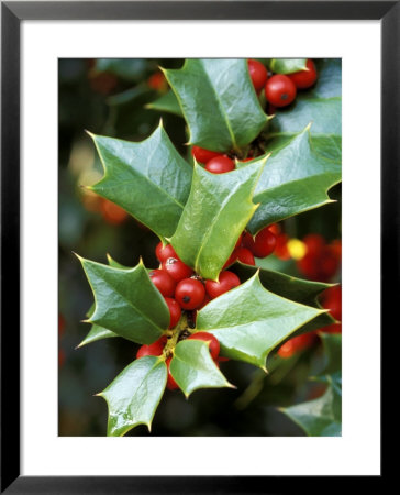 Ilex Latifolia (Lydia Morris) by Mark Bolton Pricing Limited Edition Print image