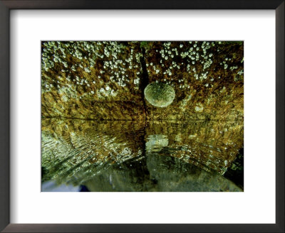 Common Limpet, And Acorn Barnacle, Norway by Fredrik Ehrenstrom Pricing Limited Edition Print image