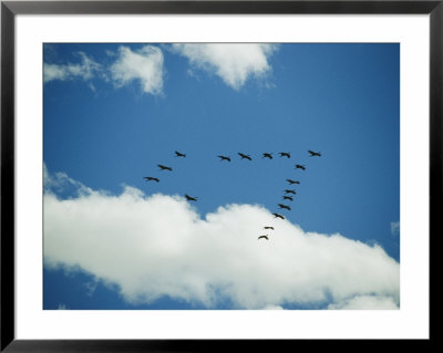 Sandhill Cranes Fly In A V-Shaped Formation by Joel Sartore Pricing Limited Edition Print image