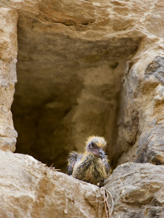 Baby Bird Peers From A Wall Opening, Arezzo, Tuscany, Italy by Robert Eighmie Pricing Limited Edition Print image