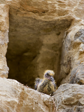 Baby Bird Peers From A Wall Opening, Arezzo, Tuscany, Italy by Robert Eighmie Pricing Limited Edition Print image