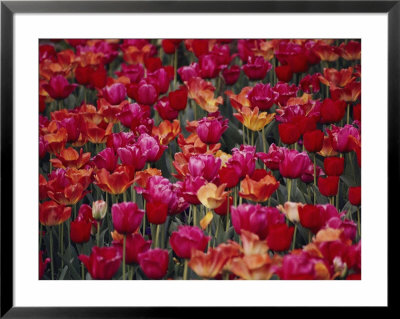Tulips Bloom In The Hotel Gardens by Stephen St. John Pricing Limited Edition Print image