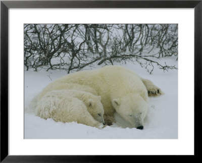 A Polar Bear And Her Cub Sleep In The Snow by Maria Stenzel Pricing Limited Edition Print image