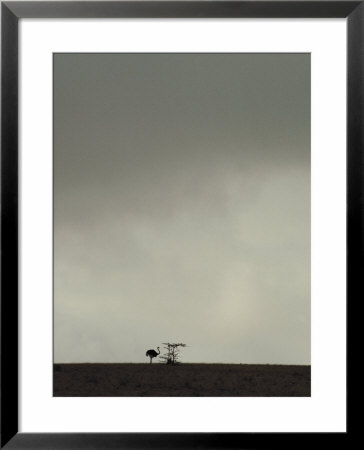 An Ostrich Stands On The Distant Horizon by Jason Edwards Pricing Limited Edition Print image