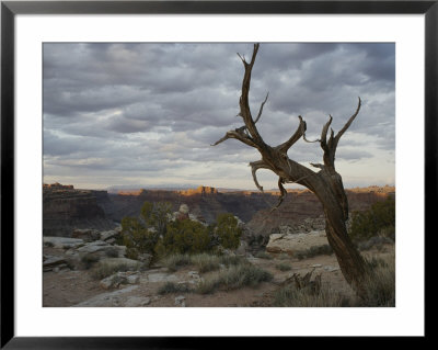 Scenic View Of Canyonlands With Mesas And A Knarled Tree by Stephen Alvarez Pricing Limited Edition Print image
