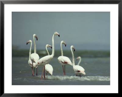 A Group Of Greater Flamingos by Klaus Nigge Pricing Limited Edition Print image