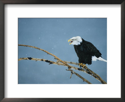 An American Bald Eagle Perches On A Tree Branch In The Snow by Klaus Nigge Pricing Limited Edition Print image