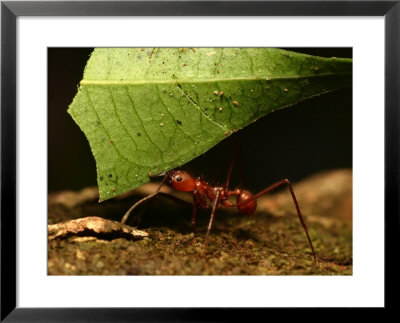 Close-Up Of Leaf Cutting Ant (Atta Sexdens) Carrying Leaf by Roy Toft Pricing Limited Edition Print image