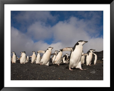 Chinstrap Penguins March Across The Black Sand Beach On Deception Island, Bailey Head, Antarctica by Hugh Rose Pricing Limited Edition Print image