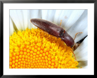 A Click Beetle, Melanotus Species, Feeding On A Daisy by George Grall Pricing Limited Edition Print image