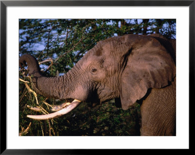 Elephant (Loxodonta Africana) Bull Eating Acacia, Mana Pools Nat. Park, Mashonaland West, Zimbabwe by Mitch Reardon Pricing Limited Edition Print image