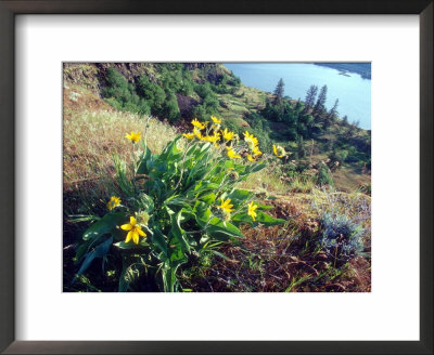 Arrowleaf Balsamroot In The Mccall Nature Preserve, Oregon, Usa by William Sutton Pricing Limited Edition Print image