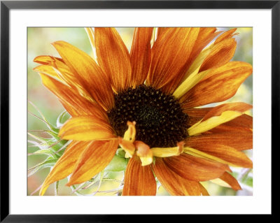 Sunflower by Mark Bolton Pricing Limited Edition Print image