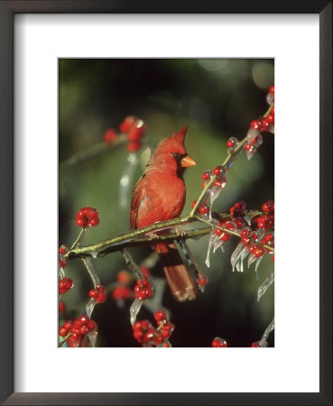 Northern Cardinal, Male, Illinois by Daybreak Imagery Pricing Limited Edition Print image
