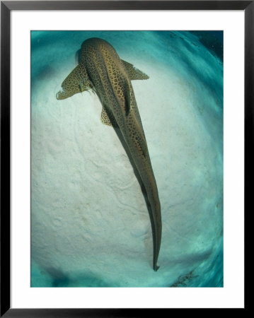 Leopard Shark, Resting, New Caledonia by Tobias Bernhard Pricing Limited Edition Print image