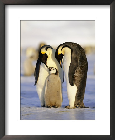Emperor Penguins, Family, Antarctica by David Tipling Pricing Limited Edition Print image