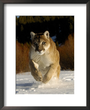 Mountain Lion, Winter, Usa by Daniel Cox Pricing Limited Edition Print image