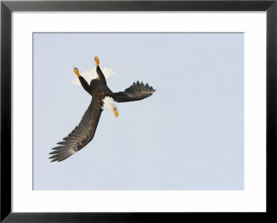 Bald Eagle Dive For Prey, Homer, Alaska, Usa by Arthur Morris Pricing Limited Edition Print image