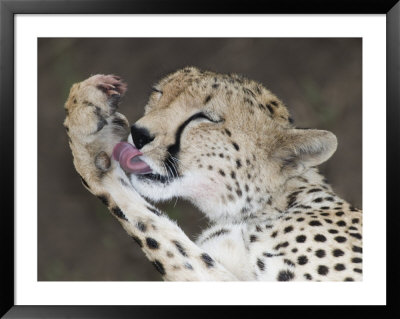 Detail Of Adult Cheetah Licking Blood Off Paw, Masai Mara, Kenya by Arthur Morris Pricing Limited Edition Print image