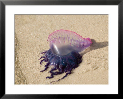 Portuguese Man O' War Jellyfish, Turneffe Caye, Belize by Stuart Westmoreland Pricing Limited Edition Print image