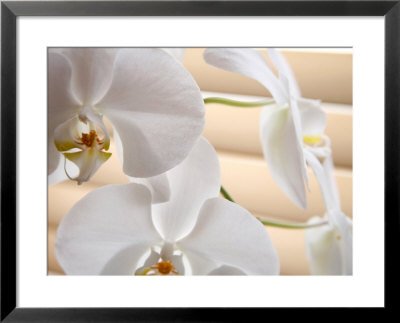 White Orchids Iii by Nicole Katano Pricing Limited Edition Print image