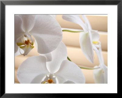 White Orchids Iii by Nicole Katano Pricing Limited Edition Print image